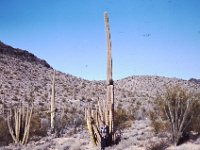 Cactus Slide